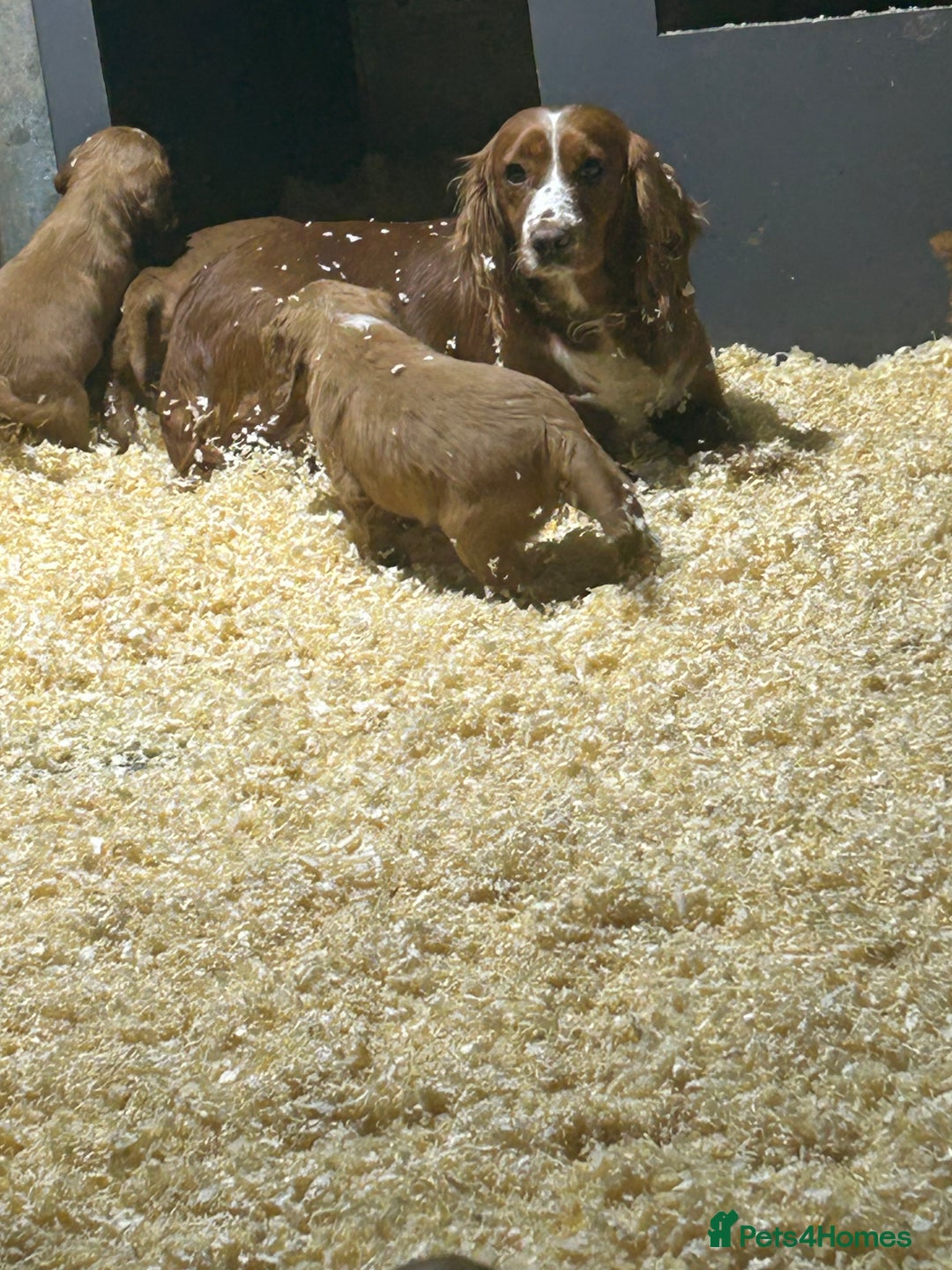 Cocker Spaniel dogs for sale: Outstanding litter of cocker spaniel puppies  - Advert 1