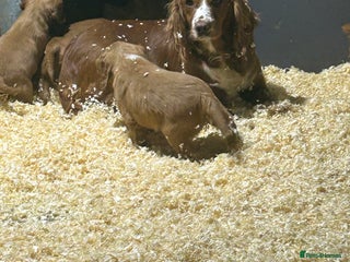 Cocker Spaniel dogs Outstanding litter of cocker spaniel puppies - Advert 4