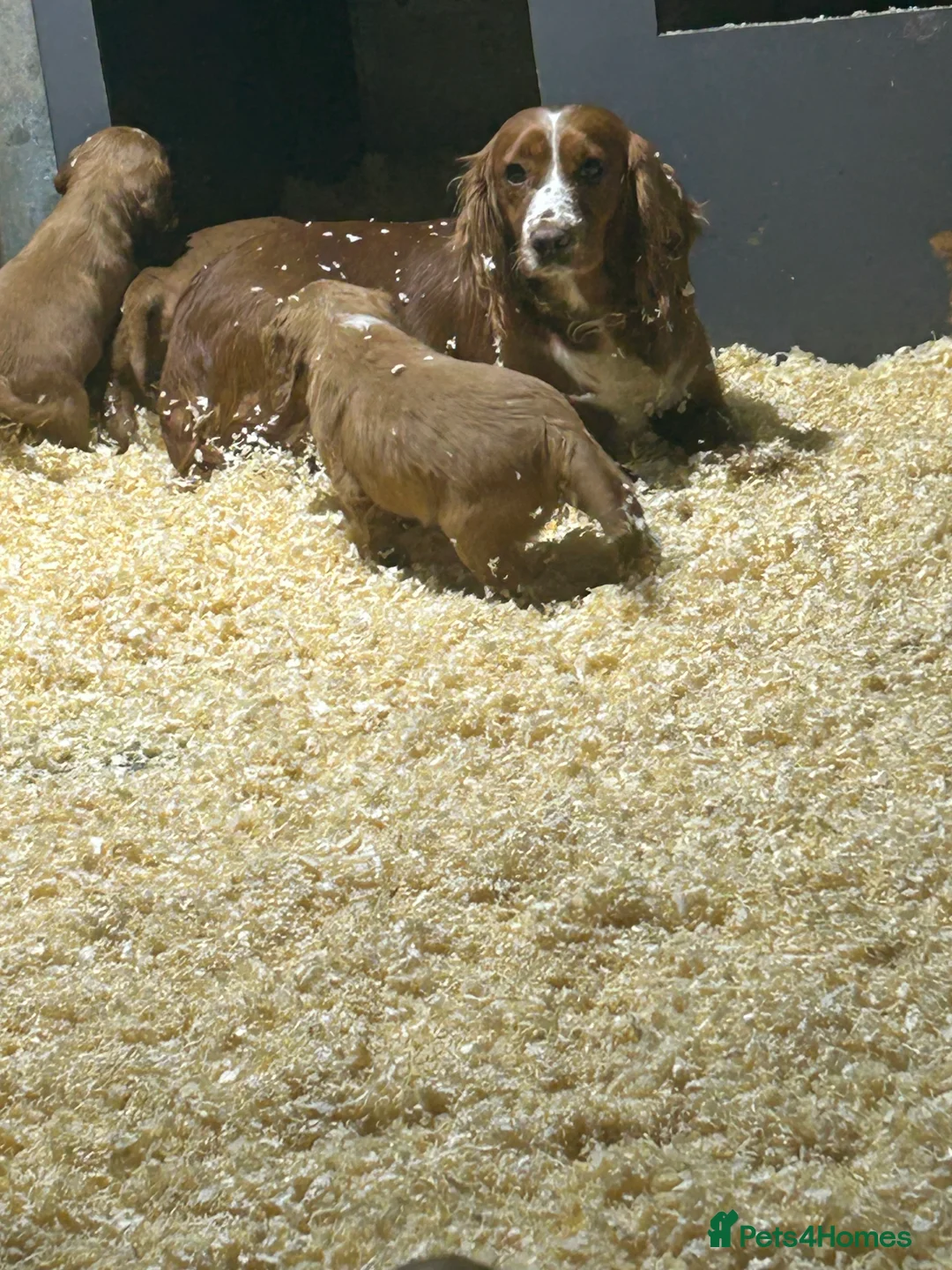 Cocker Spaniel dogs for sale: Outstanding litter of cocker spaniel puppies  - Advert 1