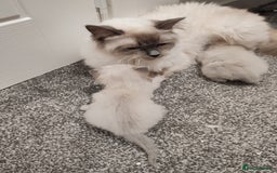 Ragdoll cats for sale: 2 lynx seal point Ragdolls kittens - Image 5