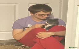 Mixed Breed cats for sale: Baby G - Image 3