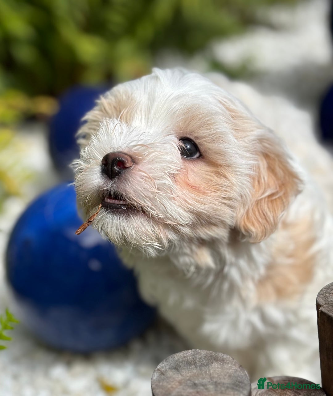 Havanese dogs for sale: 3 Beautiful Havanese Pedigree Puppies - Image 7