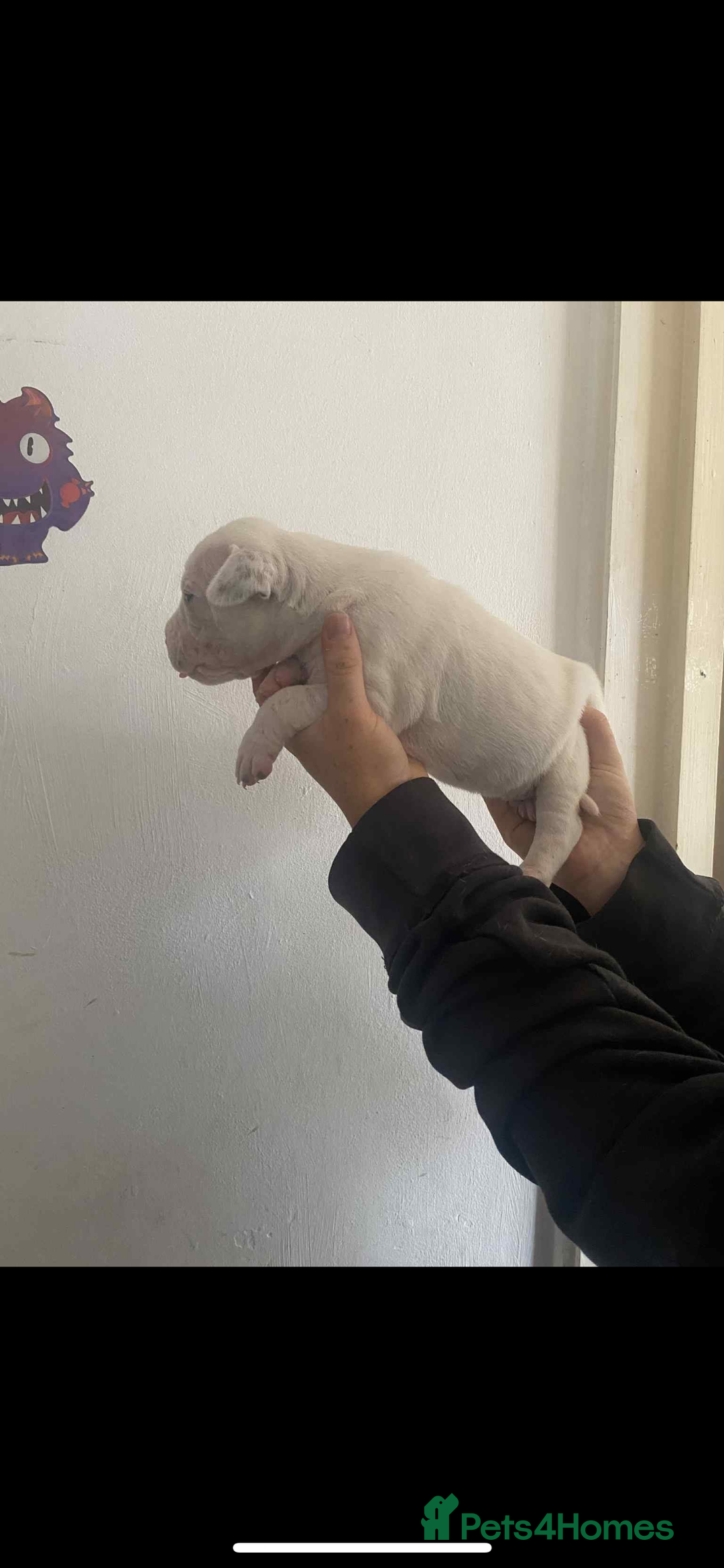 Mixed Breed dogs for sale: Staffyxdalmation st bernard - Image 6