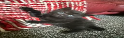 Bombay cats for sale: Beautiful Bombay x BSH Tuxedo Kittens - Advert 12