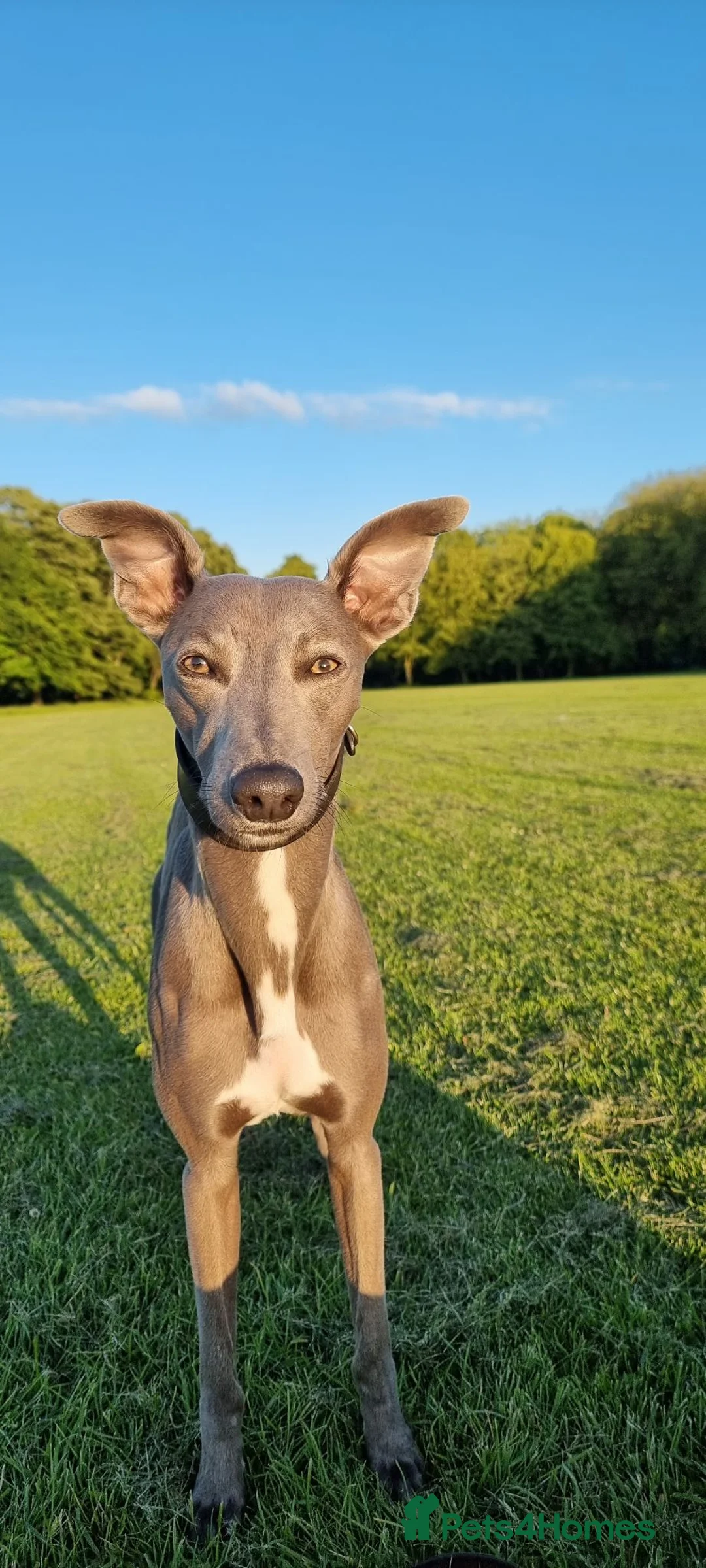 Whippet dogs for stud: KC Whippet for stud - Advert 17