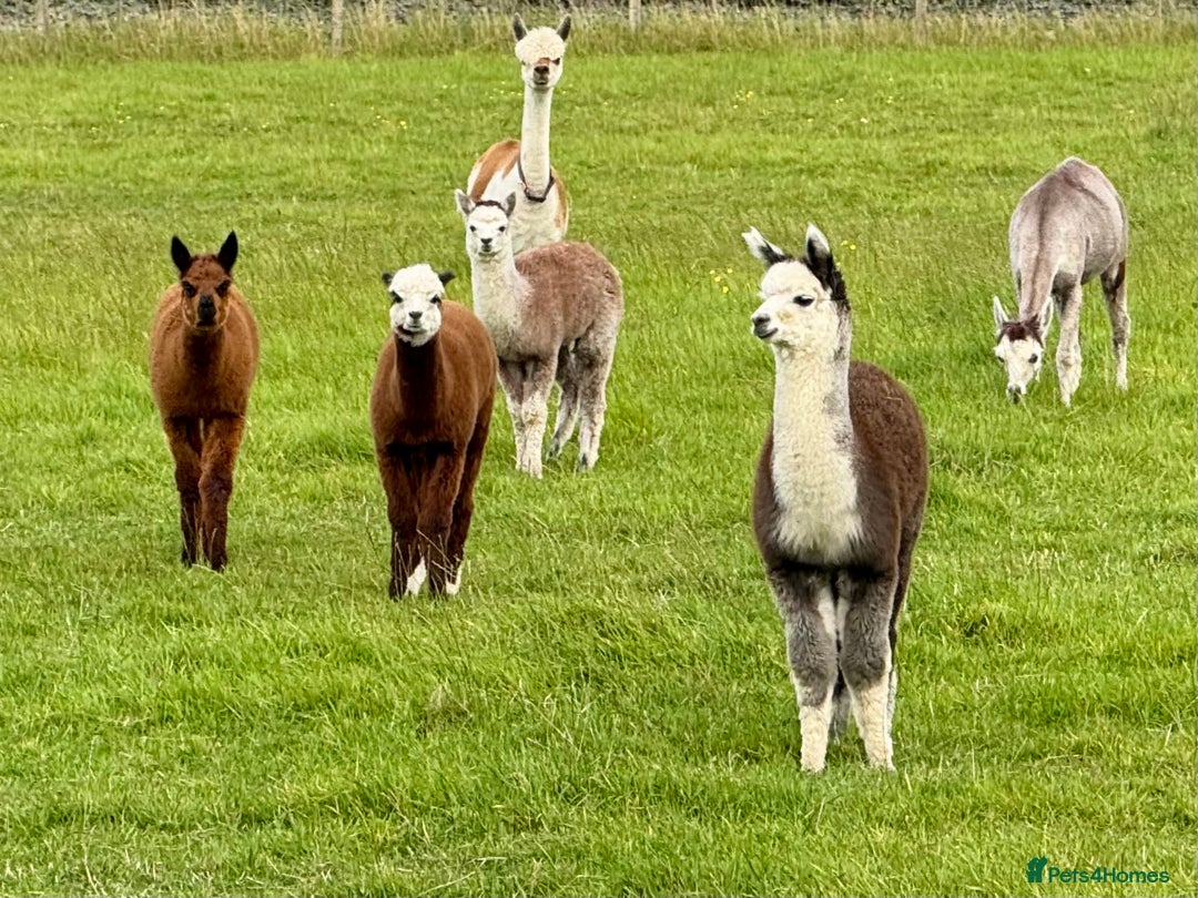 Alpaca livestock for sale: Alpaca Cria’s females - Advert 3