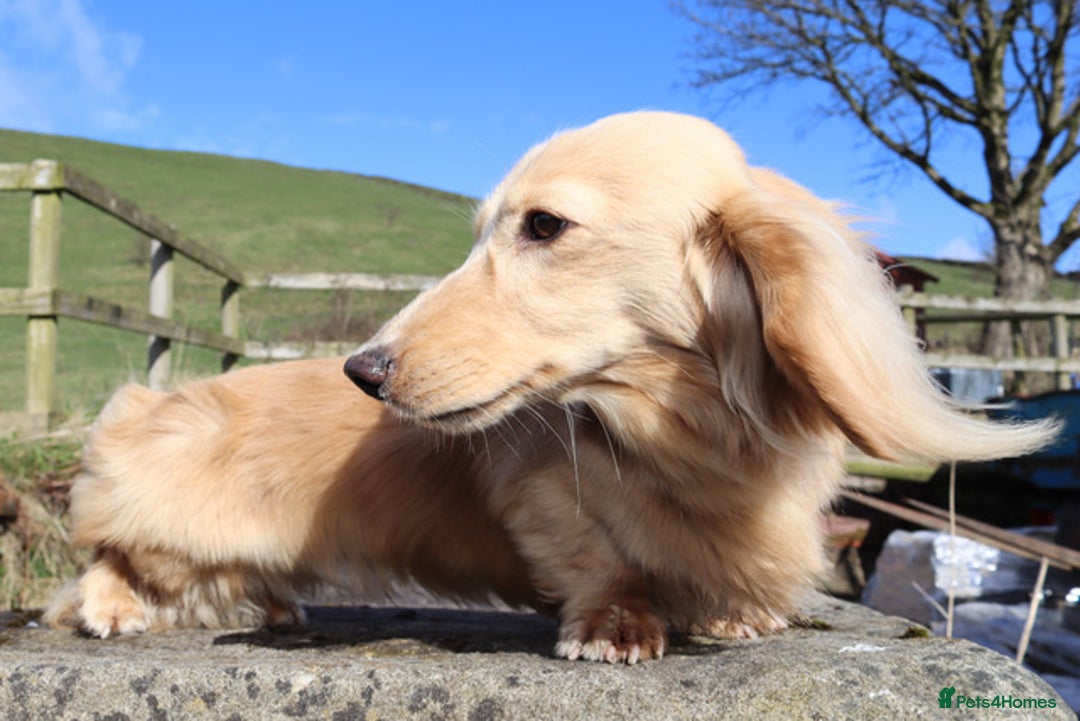 Miniature Dachshund dogs for stud: KC Reg DNA Health Tested CLEAR - CREAM MINI DACH in Littleborough - Image 13