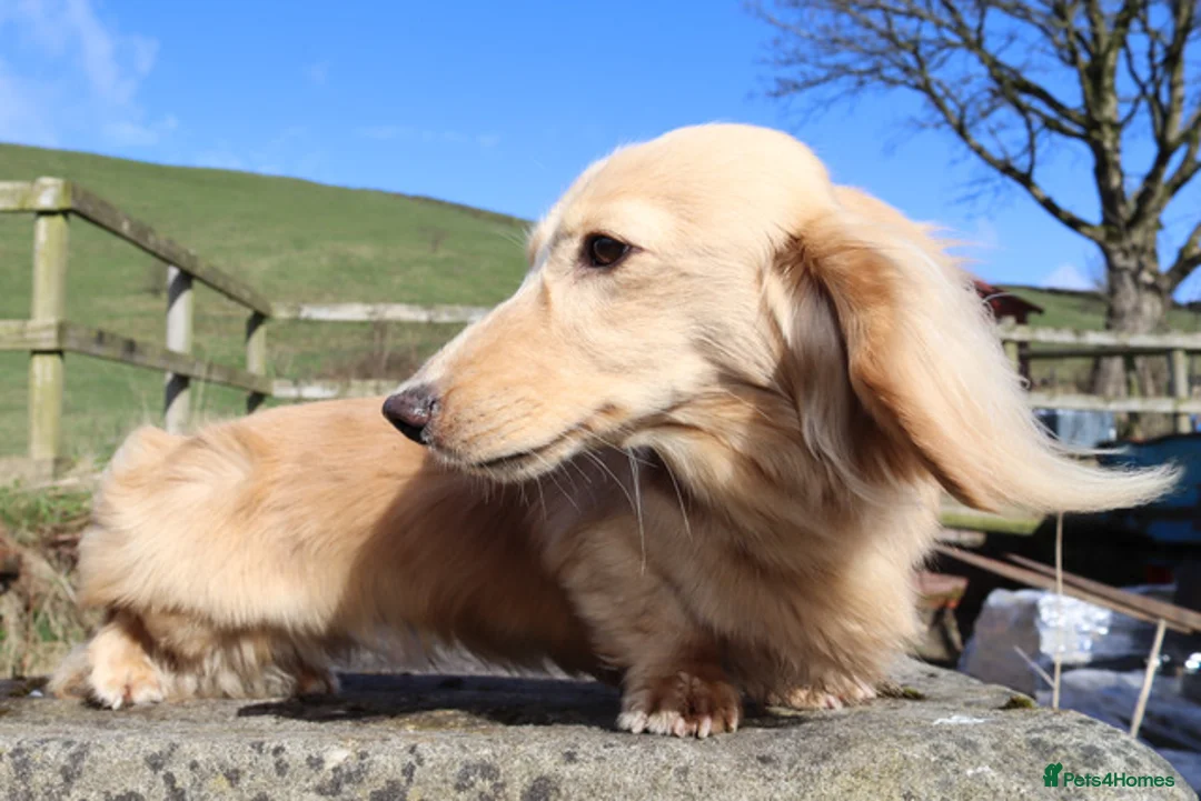 Miniature Dachshund dogs for stud: KC Reg DNA Health Tested CLEAR - CREAM MINI DACH in Littleborough - Advert 13