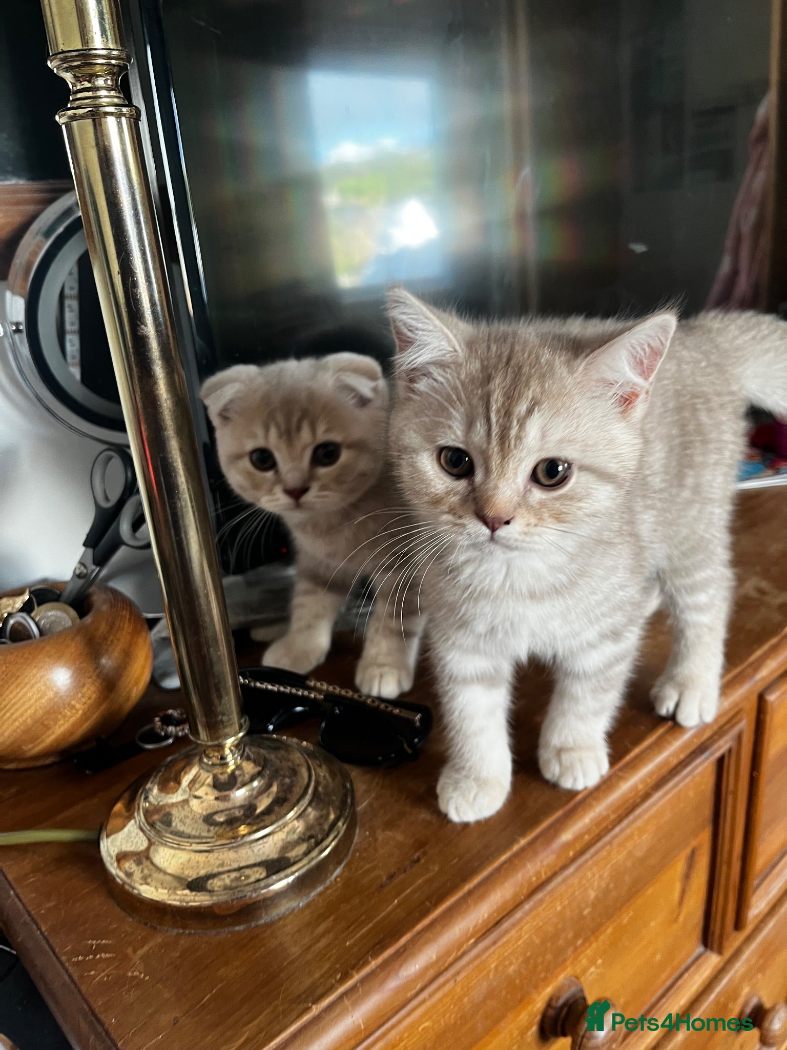 Scottish Fold cats ✨ One TICA girl left (straight eared) ✨  - Advert 1