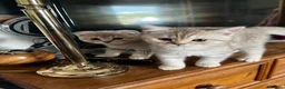 Scottish Fold cats for sale: ✨ One TICA girl left (straight eared) ✨  - Advert 1