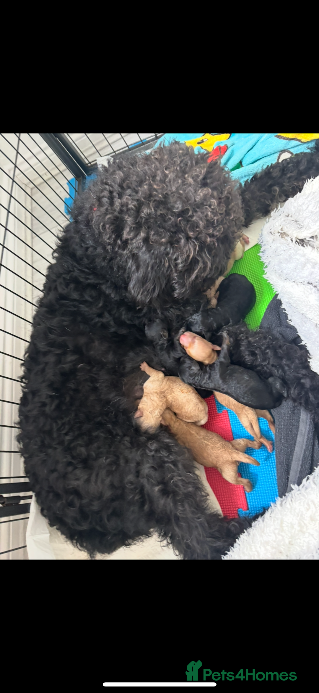 Labradoodle dogs for sale: F1B Minature Labradoodle - Image 5