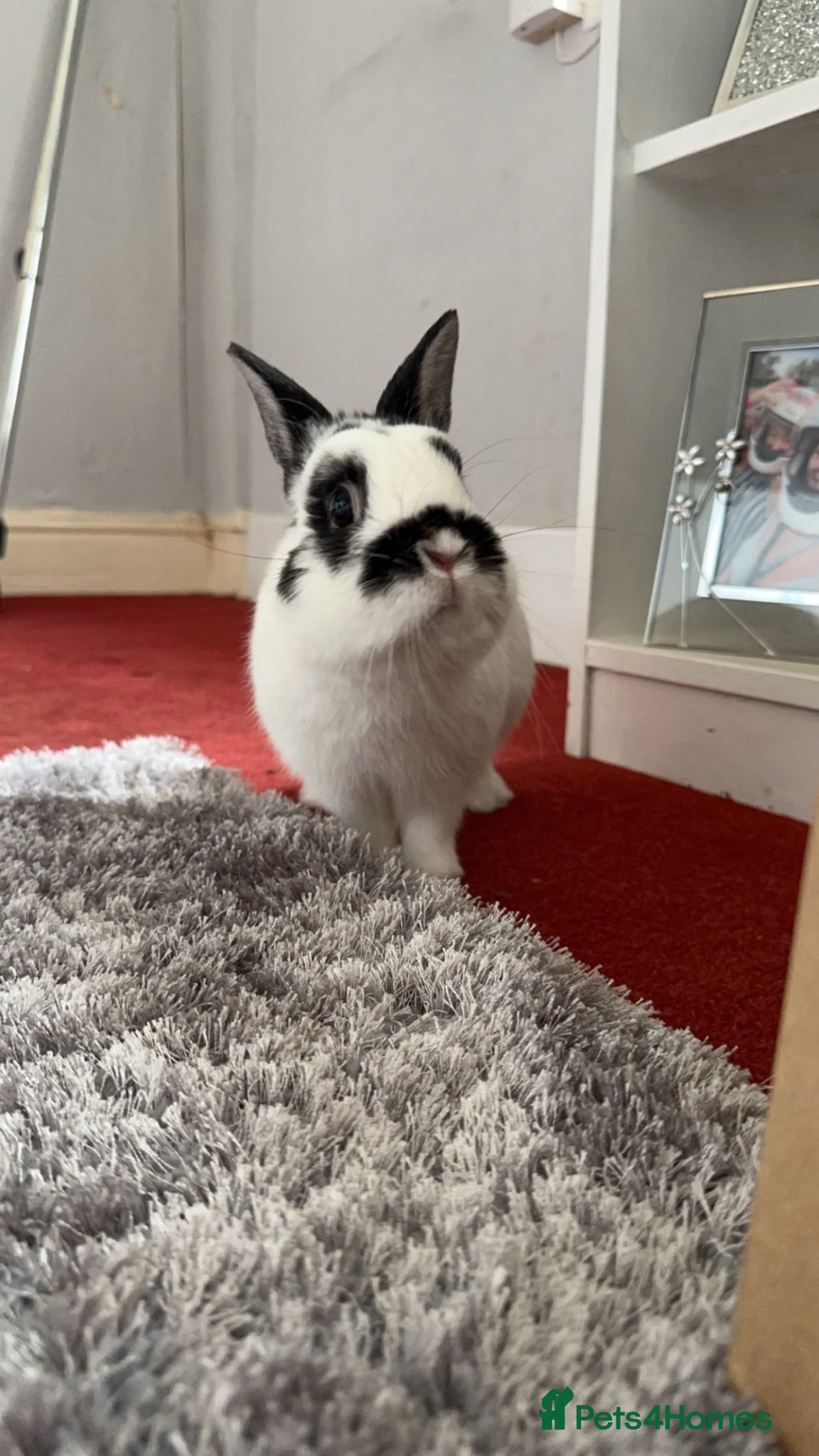 Dwarf Hotot rabbits Male Dwarf hotot rabbit - Advert 1
