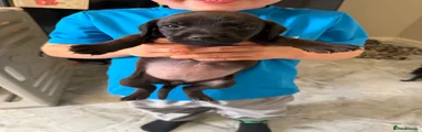 Mixed Breed 5