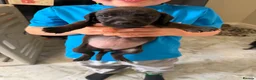 Mixed Breed dogs for sale: Patterdale X Beagle in Castleford - Advert 3