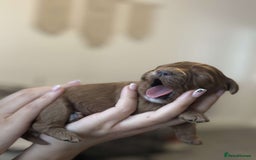 Cavapoo dogs for sale: Red Toy cavapoo puppies - Image 3