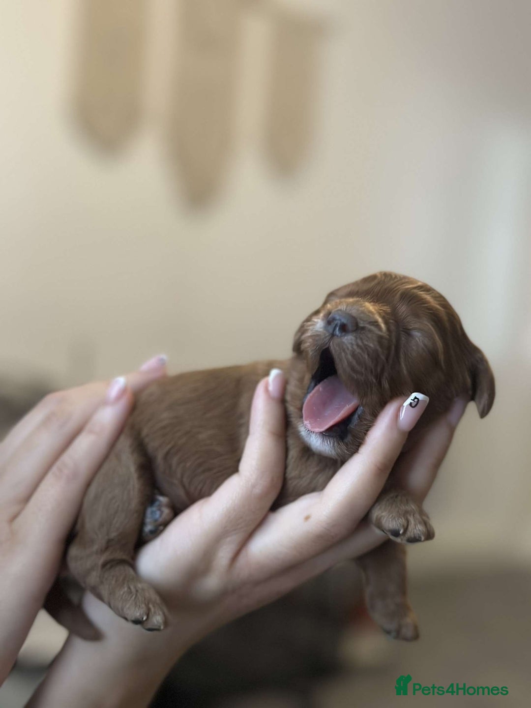 Cavapoo dogs for sale: Red Toy cavapoo puppies - Image 3