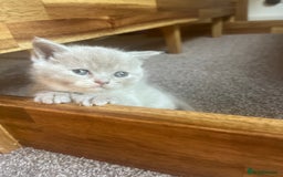British Shorthair cats for sale: Gorgeous British Shorthair Kittens - Image 4