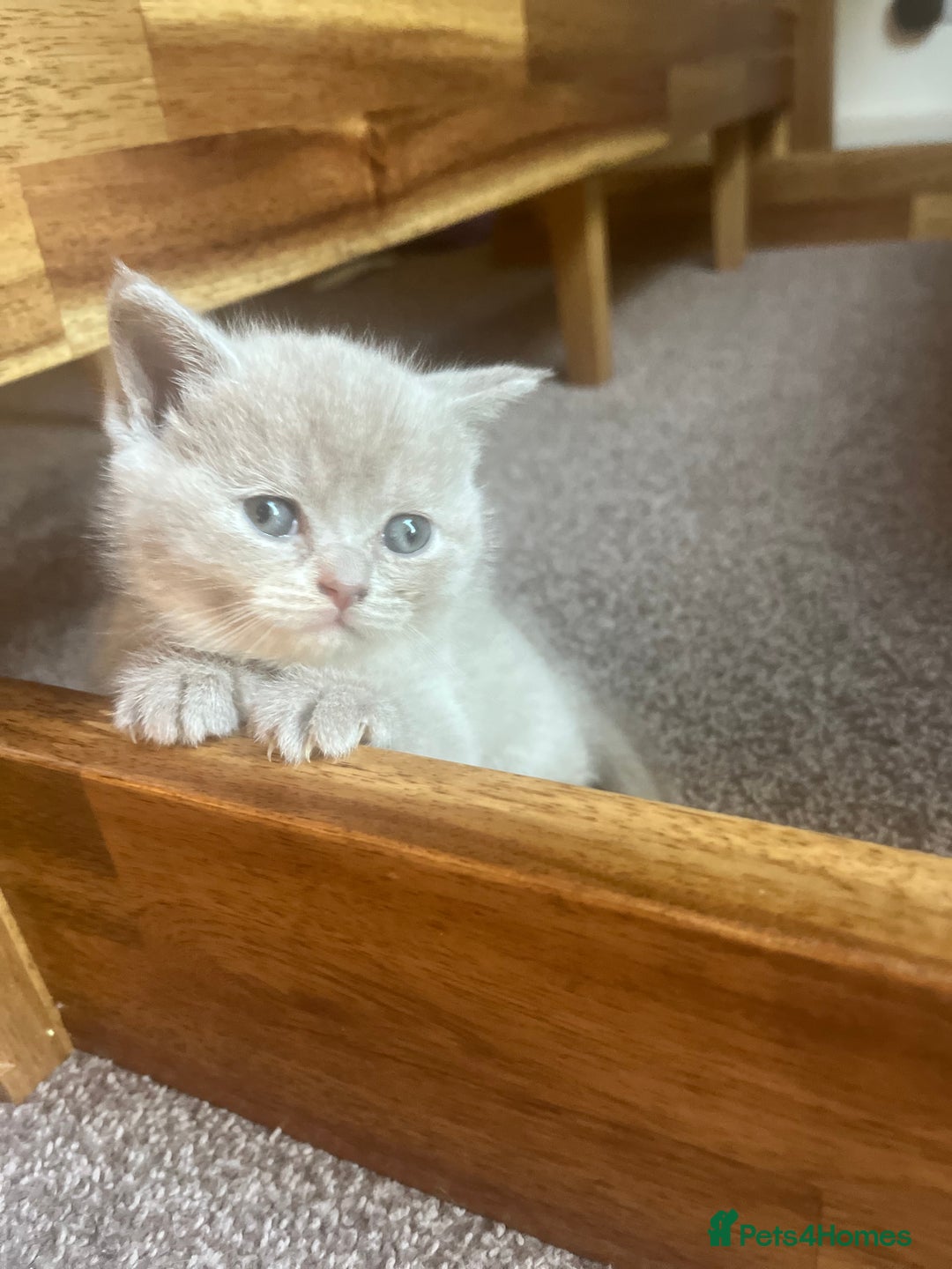 British Shorthair cats for sale: Gorgeous British Shorthair Kittens - Image 4