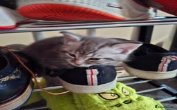 Maine Coon cats for sale: Gorgeous Maine Coon Cross Siamese kittens - Image 11