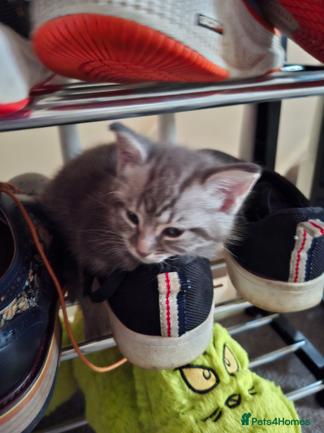 Maine Coon cats for sale: Gorgeous Maine Coon Cross Siamese kittens - Image 11