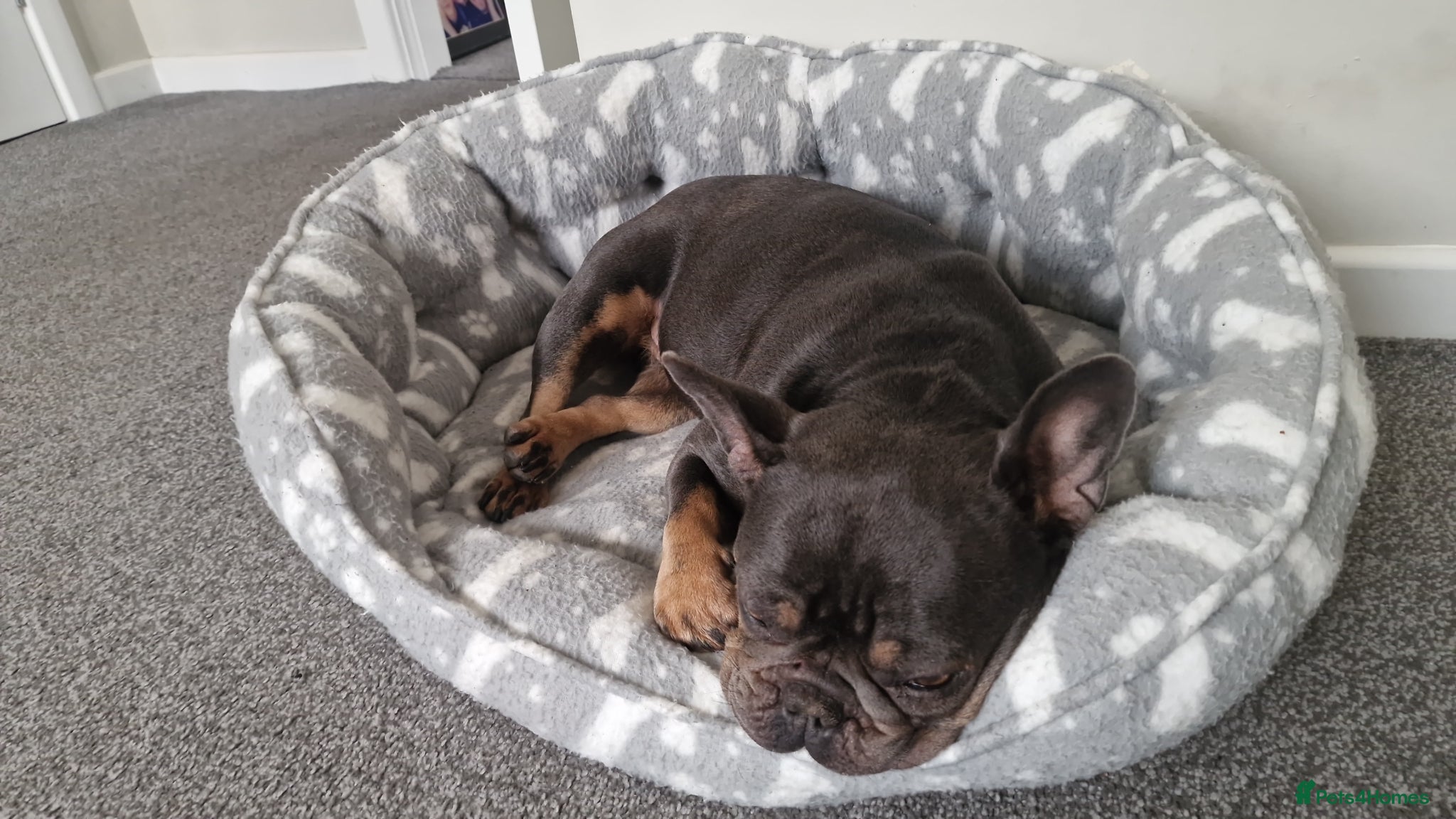 French Bulldog dogs Blue & Tan french bulldog - Advert 1