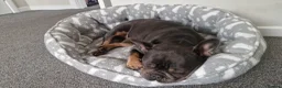 French Bulldog dogs for sale: Blue & Tan french bulldog - Advert 3