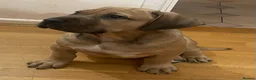 Boerboel dogs for sale: Boerboel puppies - Advert 16