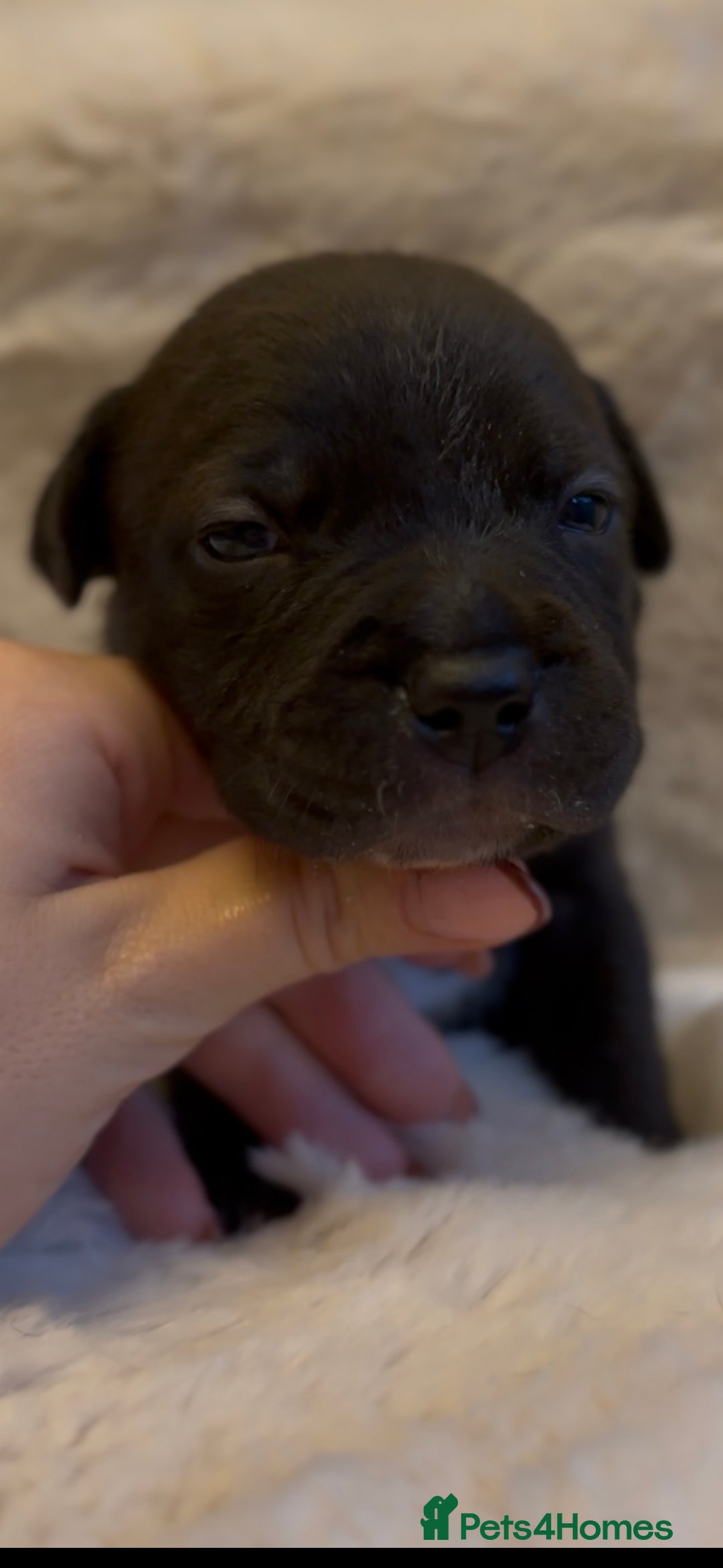 Staffordshire Bull Terrier dogs for sale: Beautiful Staffordshire Bull Terrier Puppies - Image 14