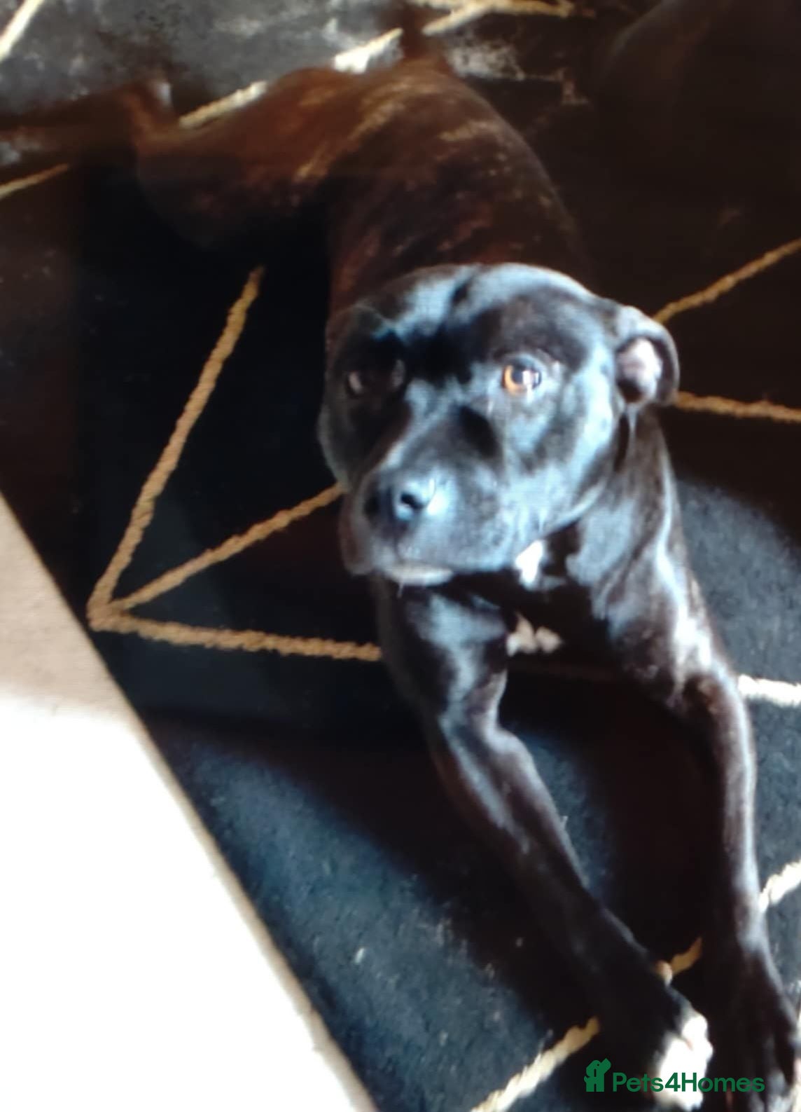 Staffordshire Bull Terrier dogs Staffordshire bull terrier. - Advert 1