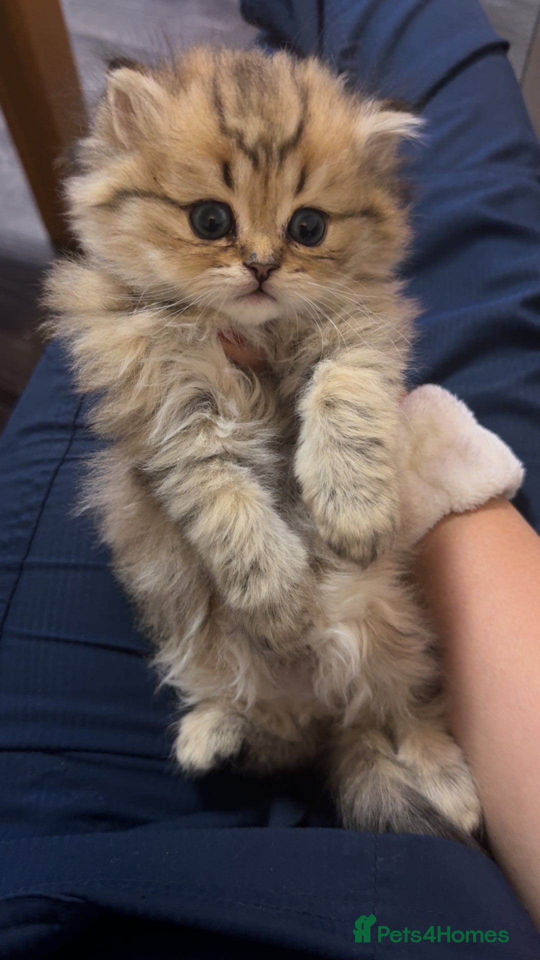 Persian cats for sale: Persian chinchilla kittens  - Advert 26