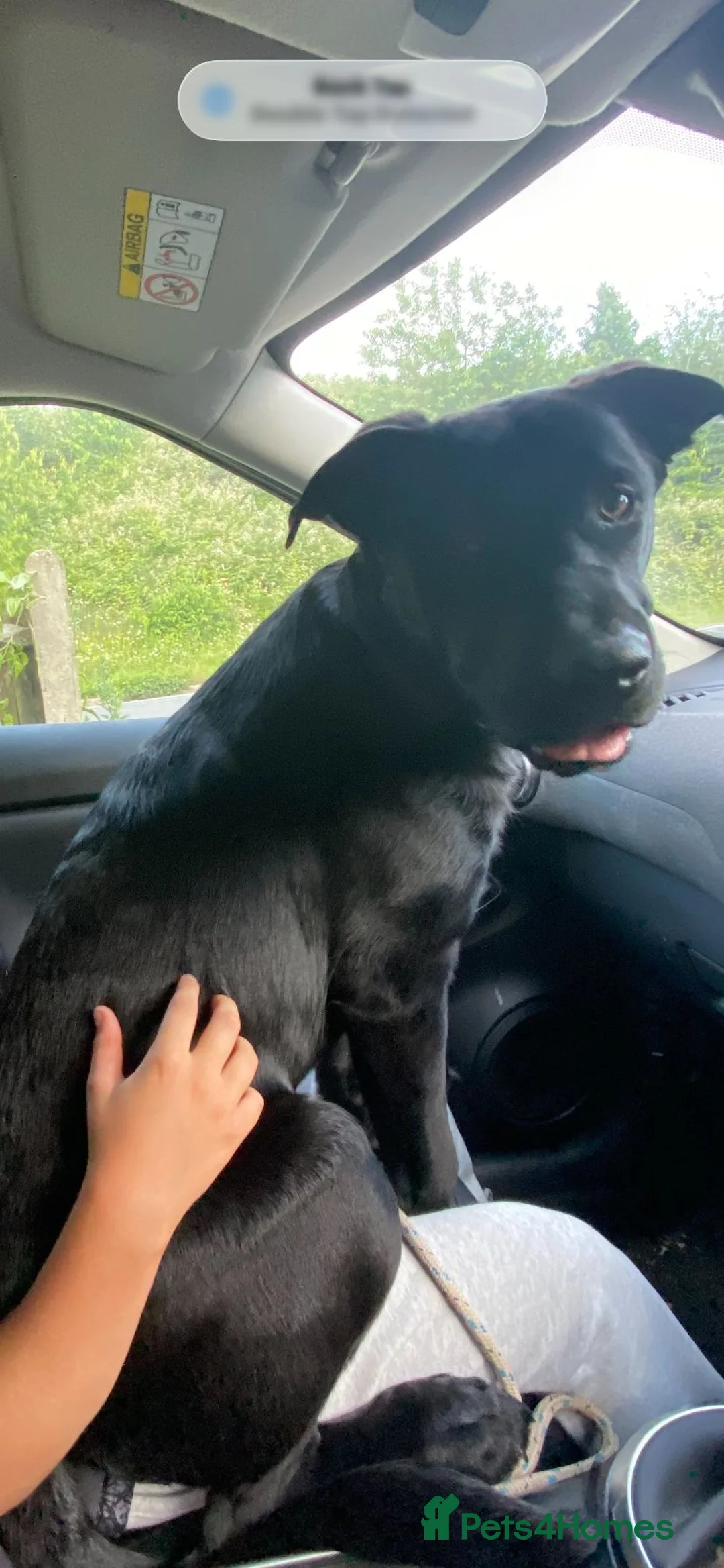 Mixed Breed dogs for sale: Shepard x rottweiler 6 months old  in Brighton - Advert 5
