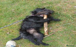 Patterdale Terrier dogs for sale: Puppy for rehoming  - Image 4