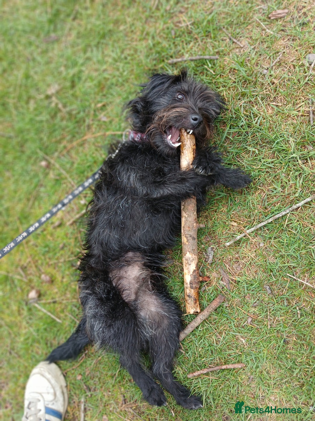 Patterdale Terrier dogs for sale: Puppy for rehoming  - Image 4