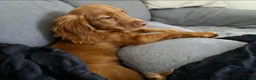 Cocker Spaniel dogs for sale: Beautiful Red English Working Cocker Spaniel - Advert 3