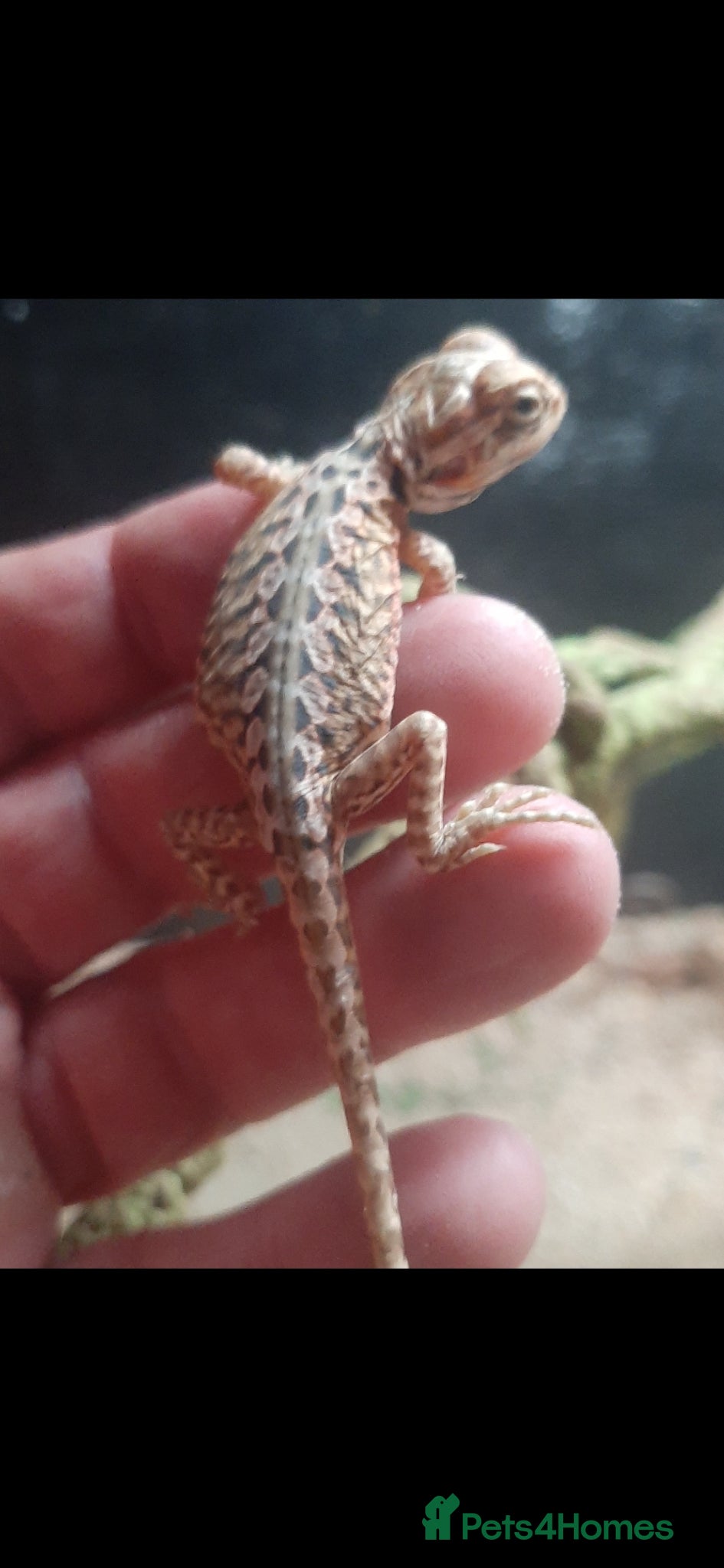 Bearded Dragon reptiles for sale: Beautiful Baby Bearded Dragons For Sale - Advert 7