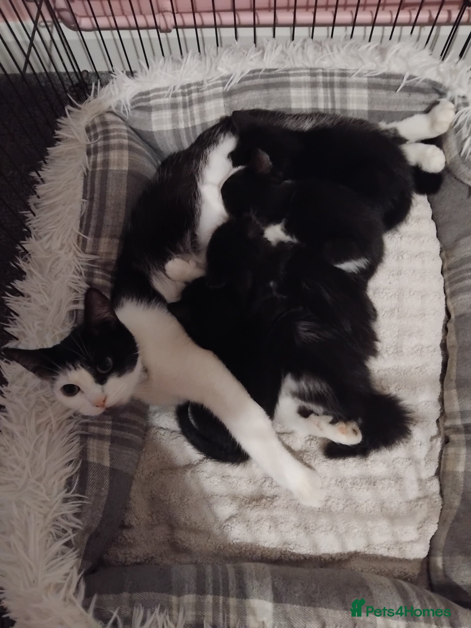 Mixed Breed cats Playful kittens  - Advert 1