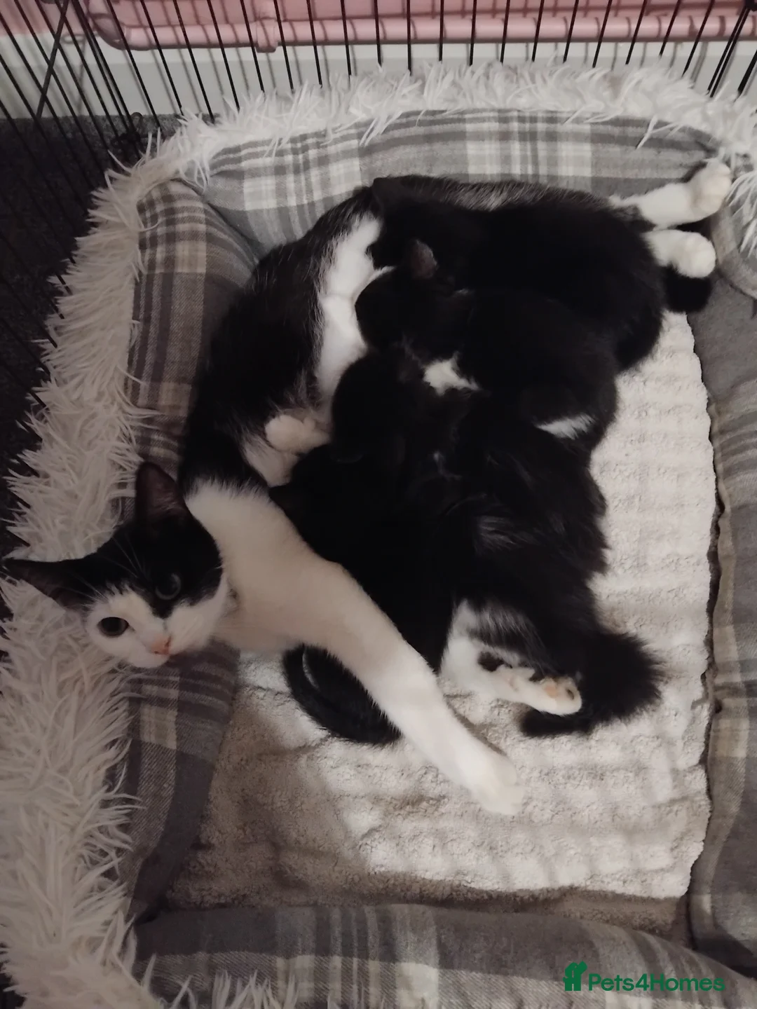 Mixed Breed cats for sale: Playful kittens  - Advert 1