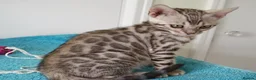 Bengal cats for sale: Superb Bengal Girl Kitten - Advert 2