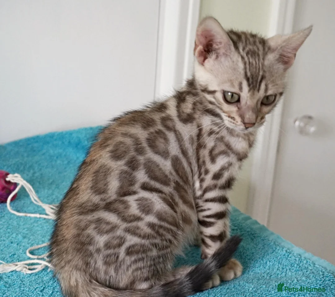 Bengal cats for sale: Superb Bengal Girl Kitten - Advert 2