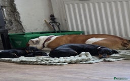 Miniature Dachshund dogs for sale: Mini dachshund boy and girl  - Image 3