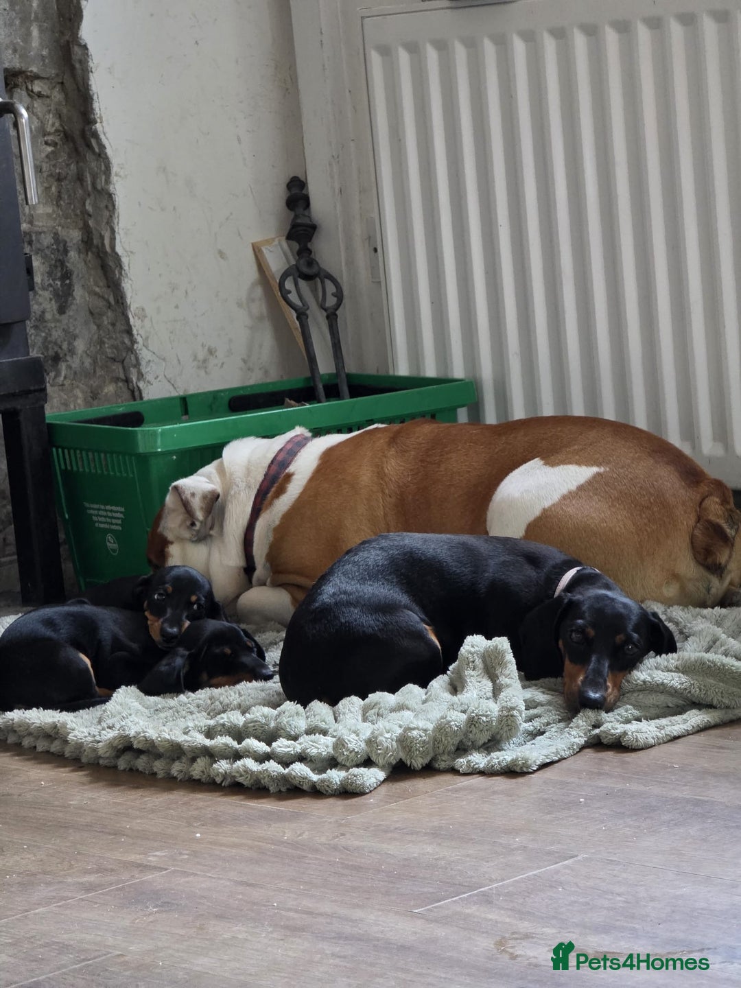 Miniature Dachshund dogs for sale: Mini dachshund boy and girl  - Image 3