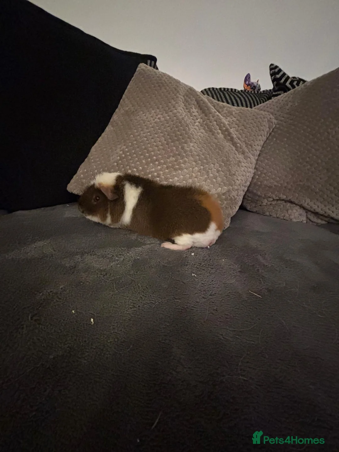 Guinea Pig rodents for sale: 2 male teddy bear  - Advert 6