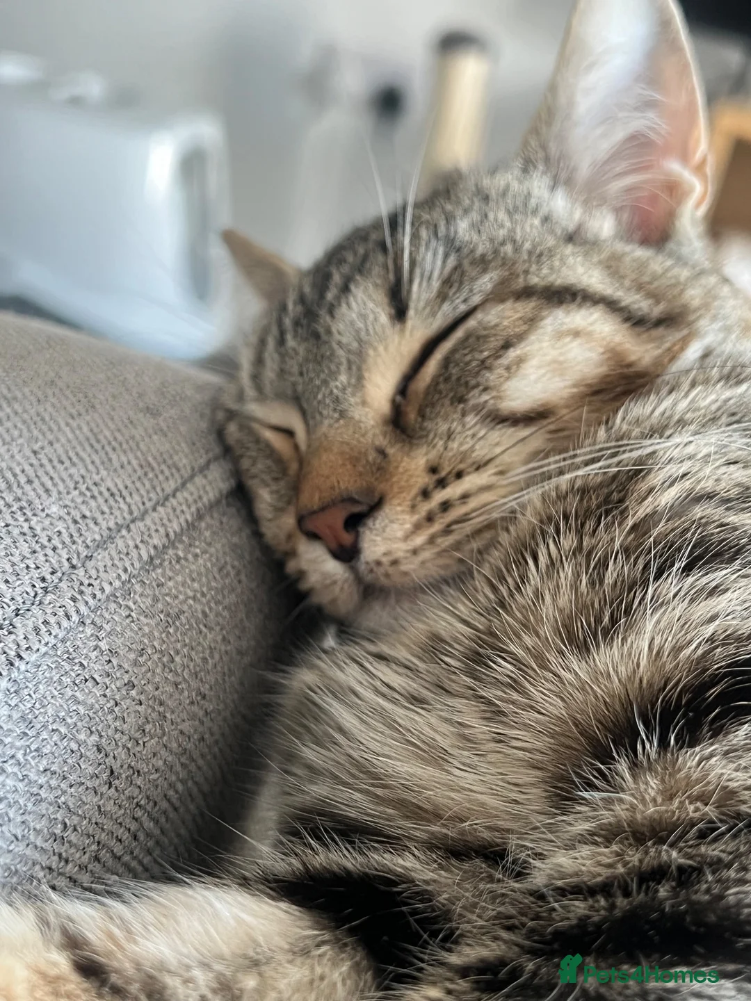 Domestic Shorthair cats for sale: 2 kittens for sale- female kittens - Advert 2
