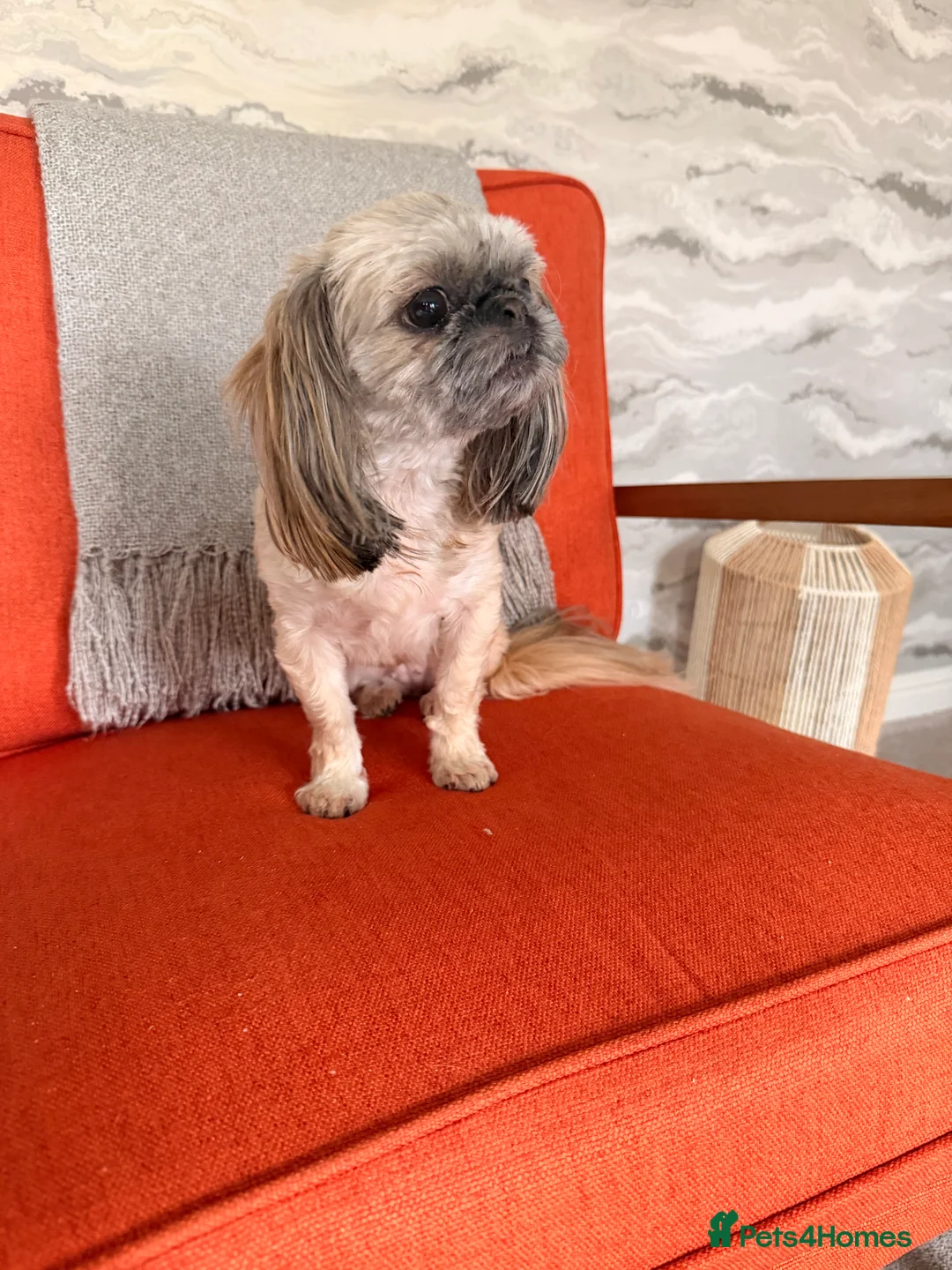 Shih Tzu dogs for sale: Imperial shiutzu in Mansfield - Advert 3