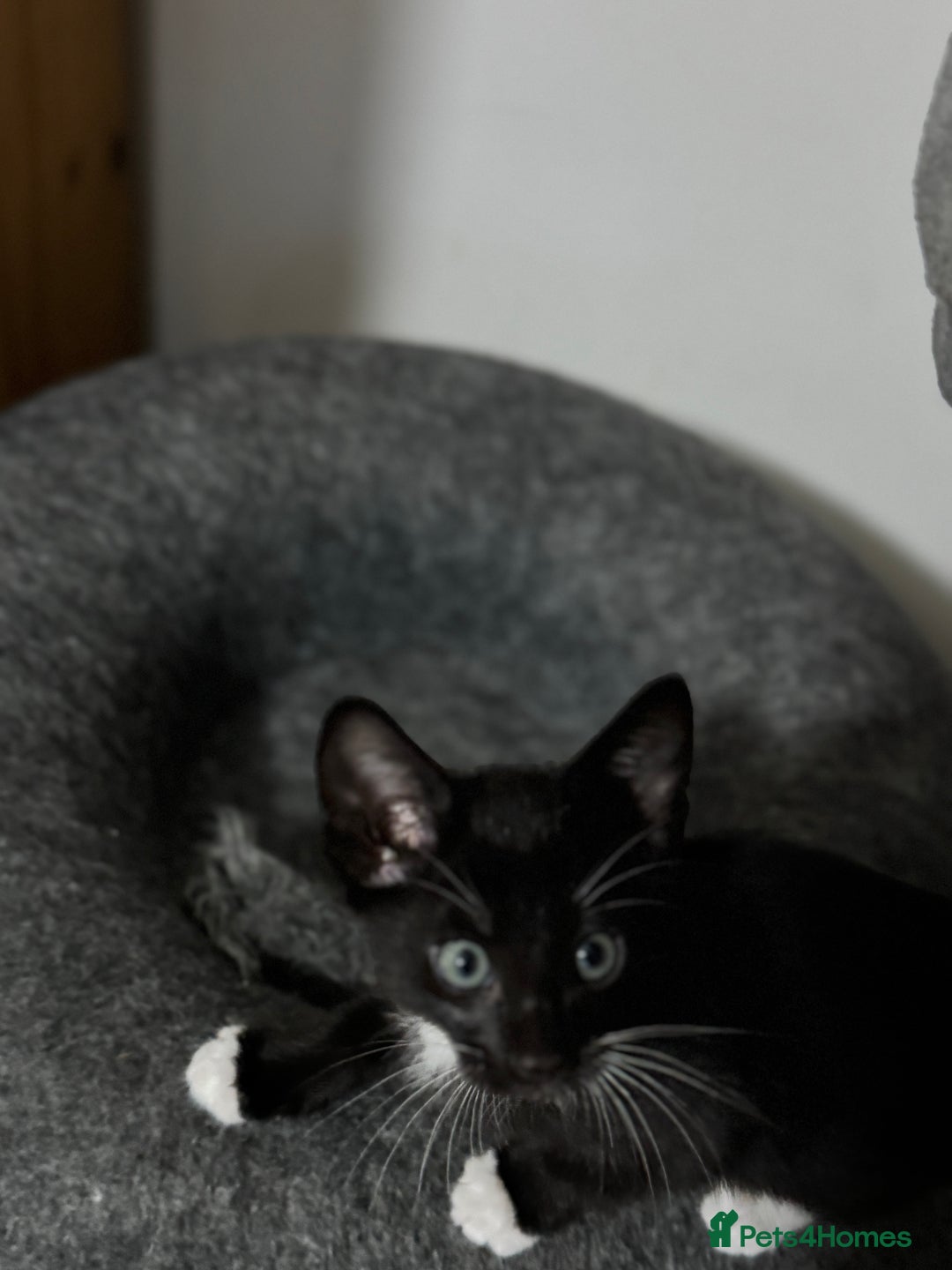 Mixed Breed cats for sale: Sweet kittens for sale  - Advert 15