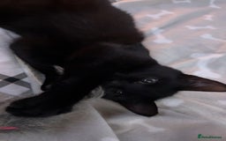 Mixed Breed cats for sale: Kitten for a good home  - Image 5
