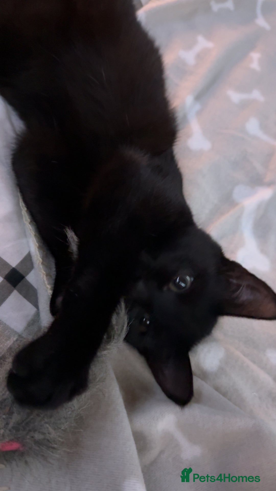 Mixed Breed cats for sale: Kitten for a good home  - Image 5