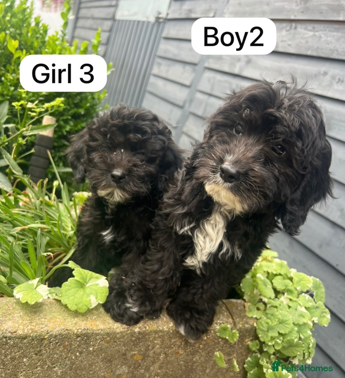 Cockapoo dogs Cockapoo puppies - Advert 1