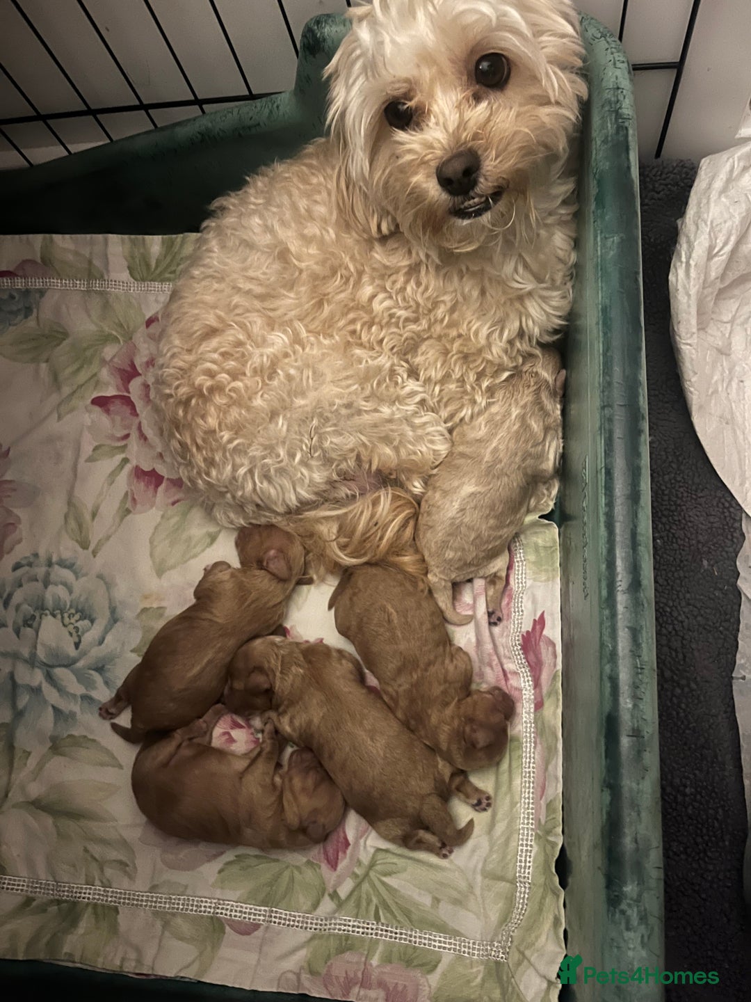 Maltipoo dogs for sale: Gorgeous Malshipoo - Image 6