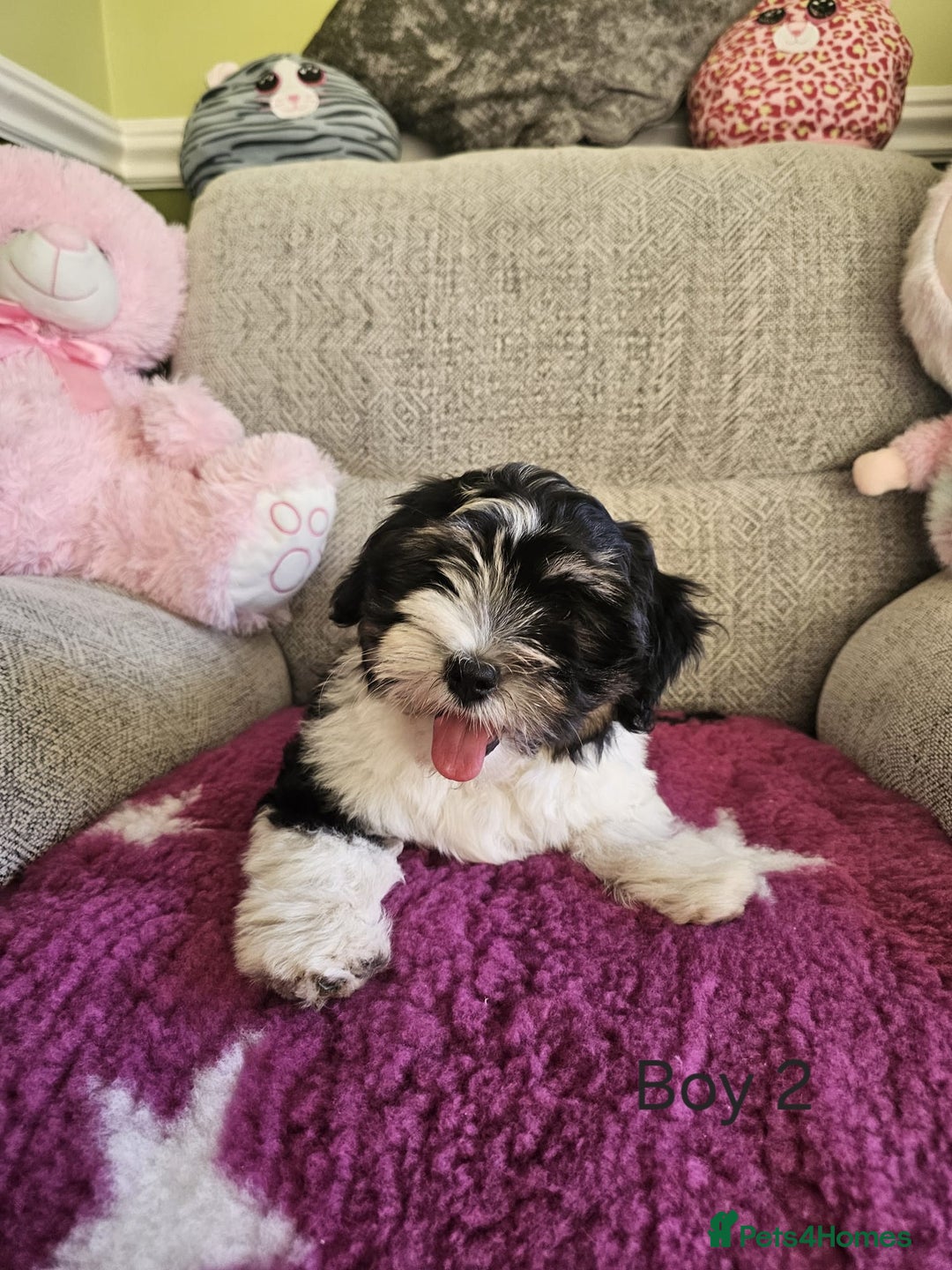 Havanese dogs for sale: Champions Bloodline KC Havanese Puppies in Wellingborough - Image 4